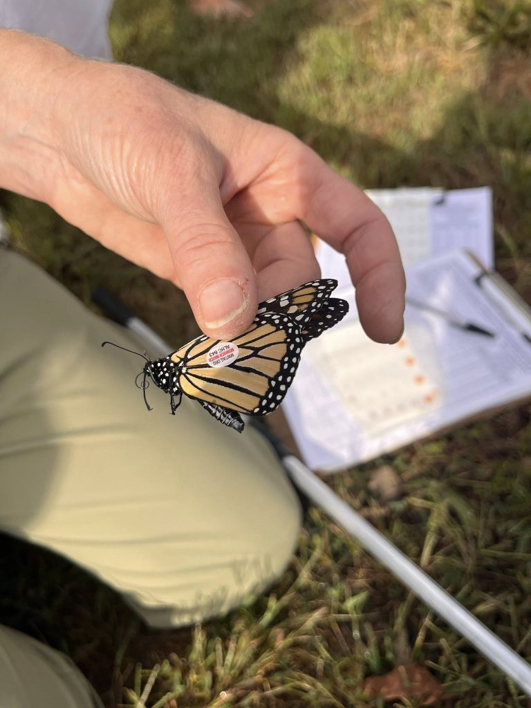 Monarch butterflies are tagged to help researchers track their migration patterns.