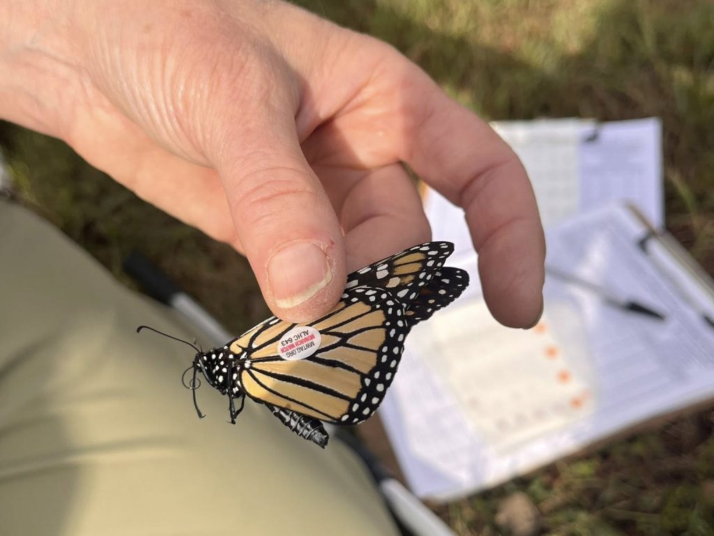 Monarch butterflies are tagged to help researchers track their migration patterns.