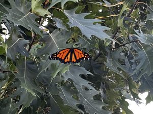 A male Monarch butterfly resting on an oak tree.