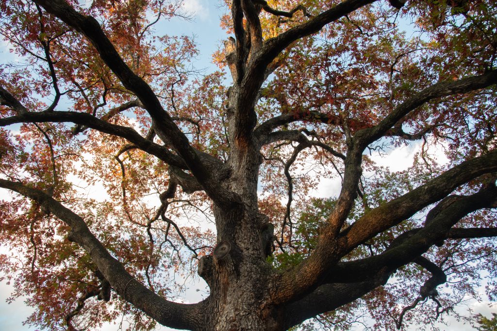 A Liberty oak tree in the fall.